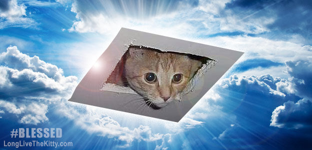 Who Is Ceiling Cat A Brief History Of The Divine Kitty